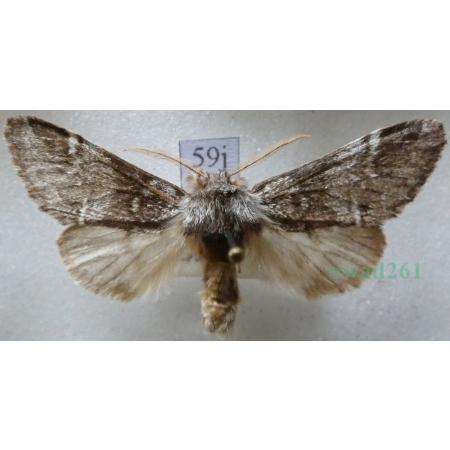 Drymonia dodonaea (Denis & Schiffermüller, 1775) male Dąbrówka dodona Czech59j